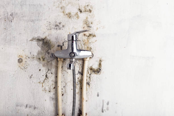 Best Professional Mold Removal  in Wye, MT