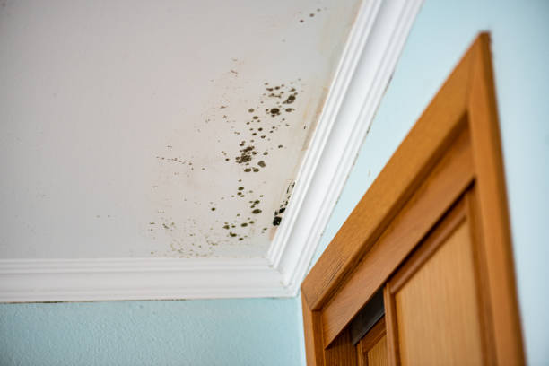 Best Crawl Space Mold Removal  in Wye, MT