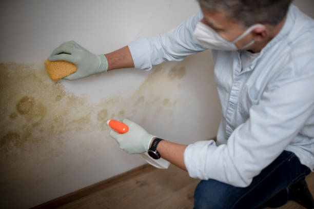 Professional Mold Removal in Wye, MT