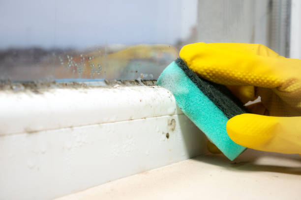 Best Toxic Mold Removal  in Wye, MT