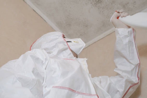 Best Office Mold Removal Services  in Wye, MT