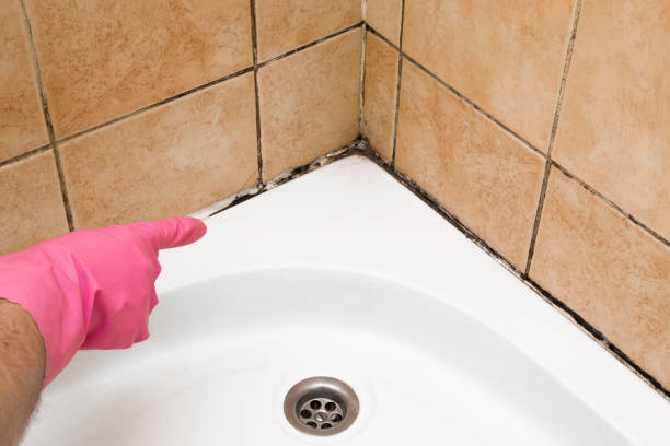 Best Mold Inspection  in Wye, MT